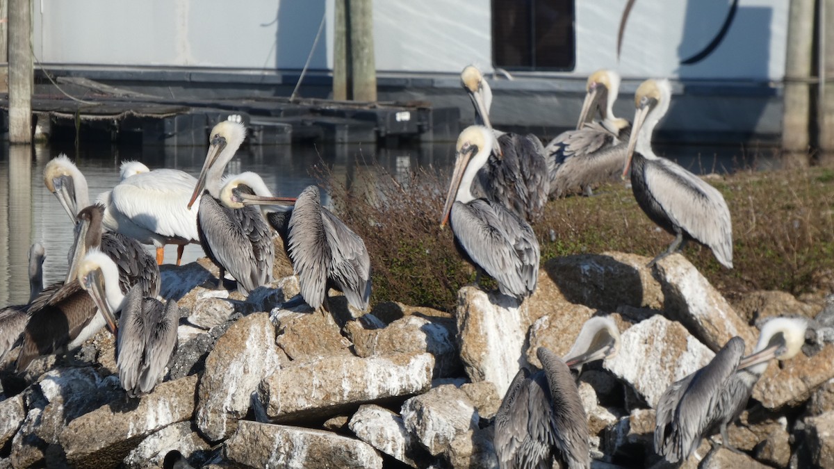 Brown Pelican - ML615260596