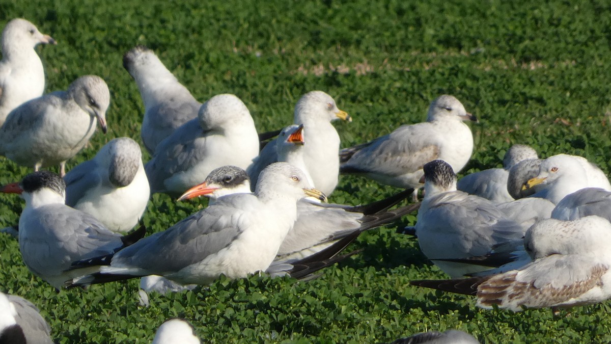 Ring-billed Gull - ML615260603