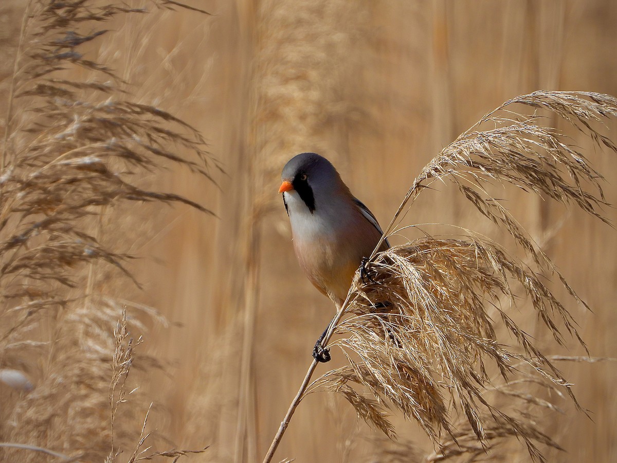 Bearded Reedling - ML615260623