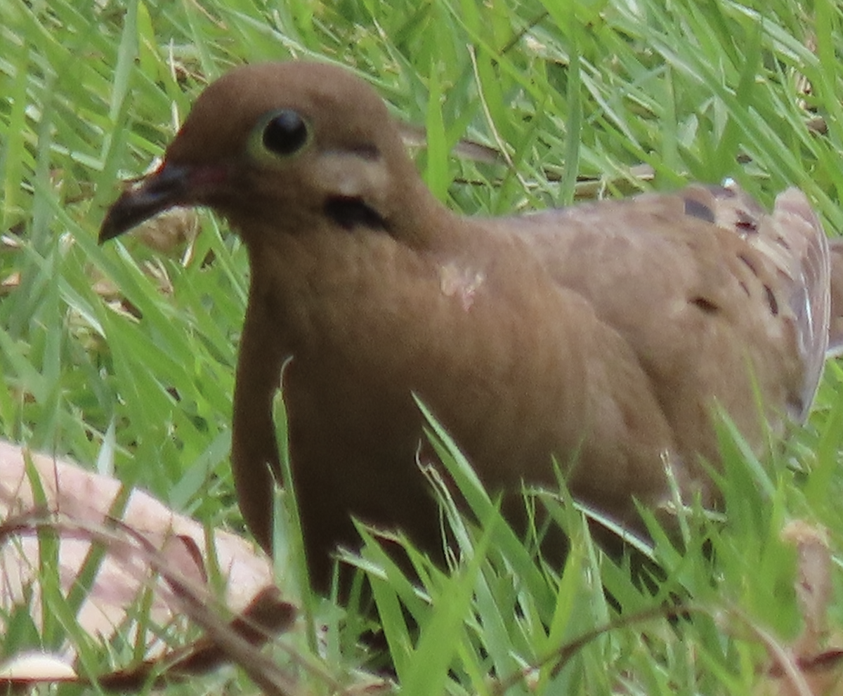 Zenaida Dove - ML615260636