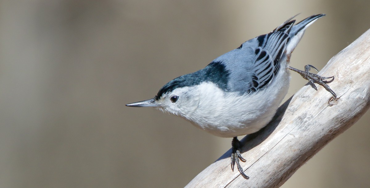 White-breasted Nuthatch - ML615260640