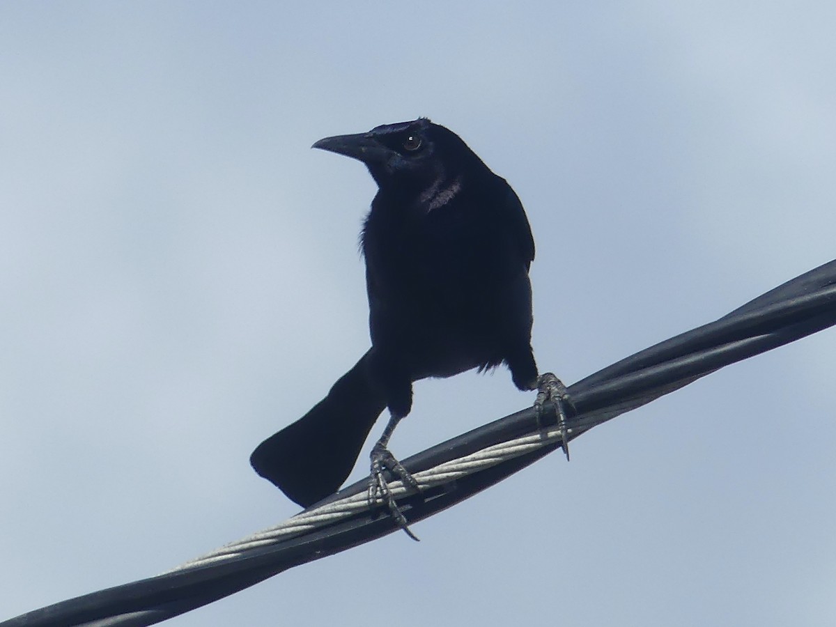 Boat-tailed Grackle - ML615260665