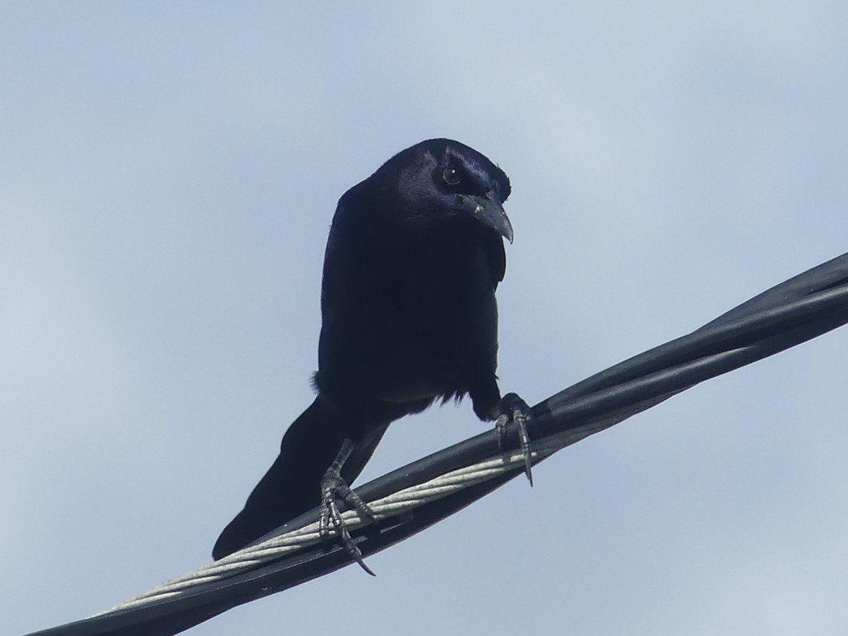 Boat-tailed Grackle - ML615260666