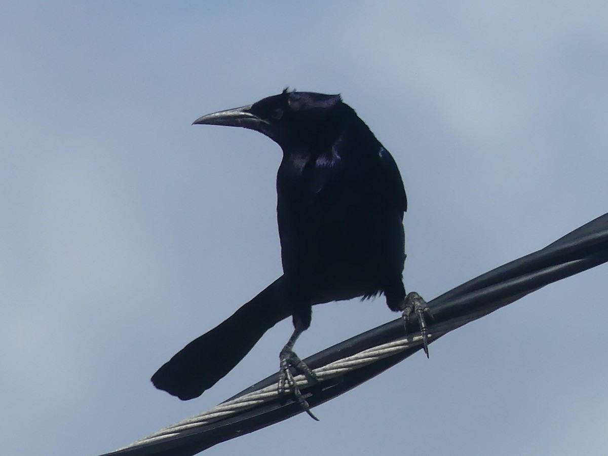 Boat-tailed Grackle - ML615260667