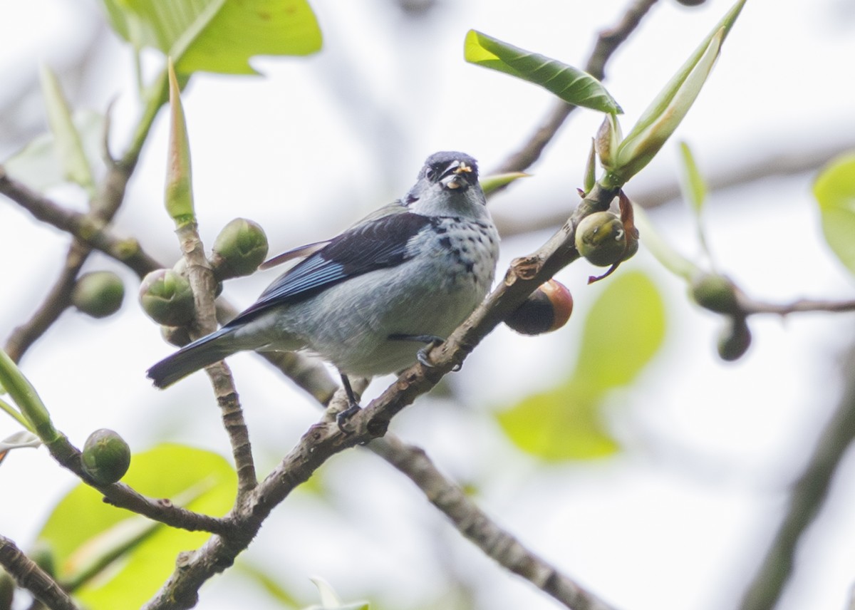 Azure-rumped Tanager - Jason Vassallo