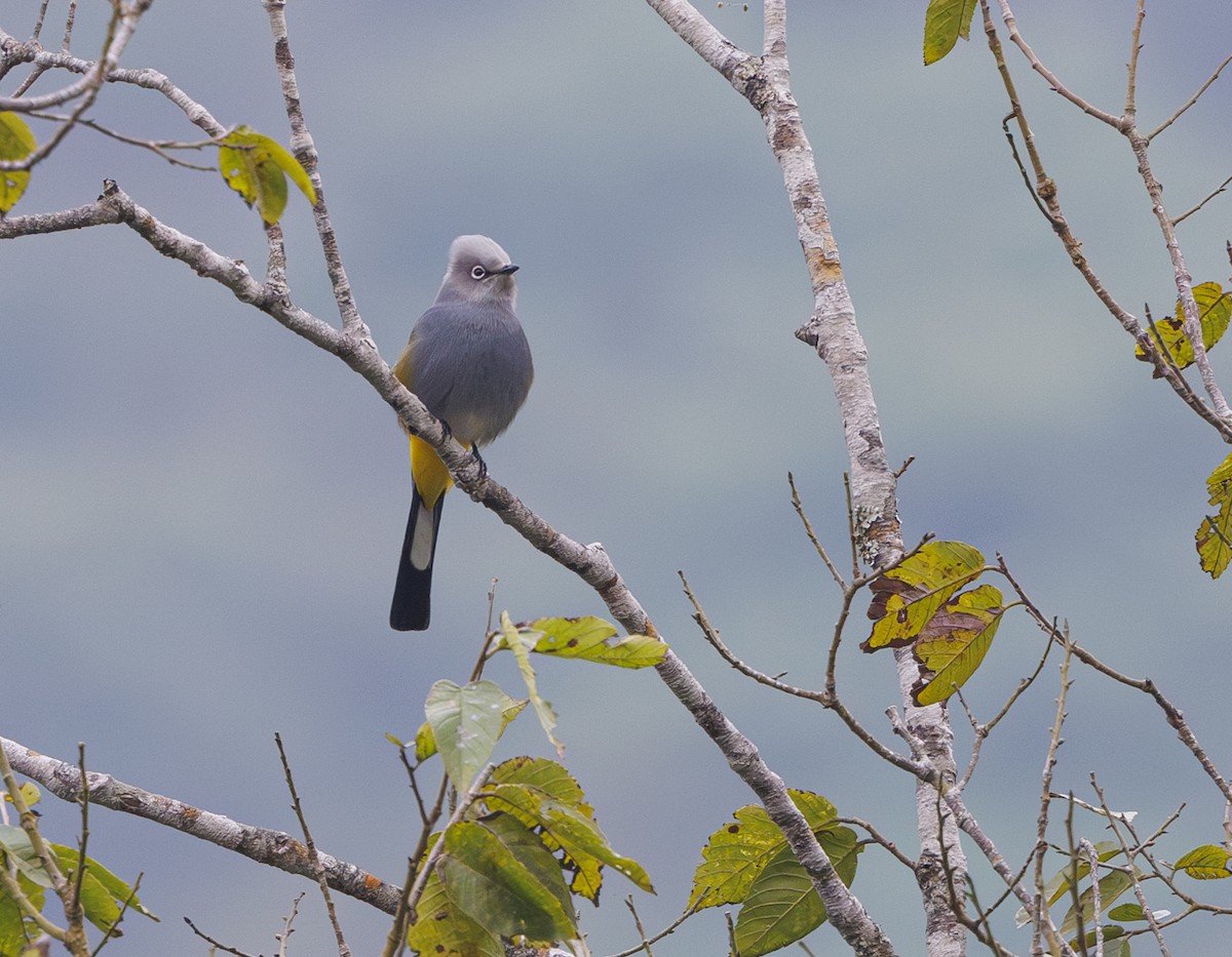 Gray Silky-flycatcher - ML615260704