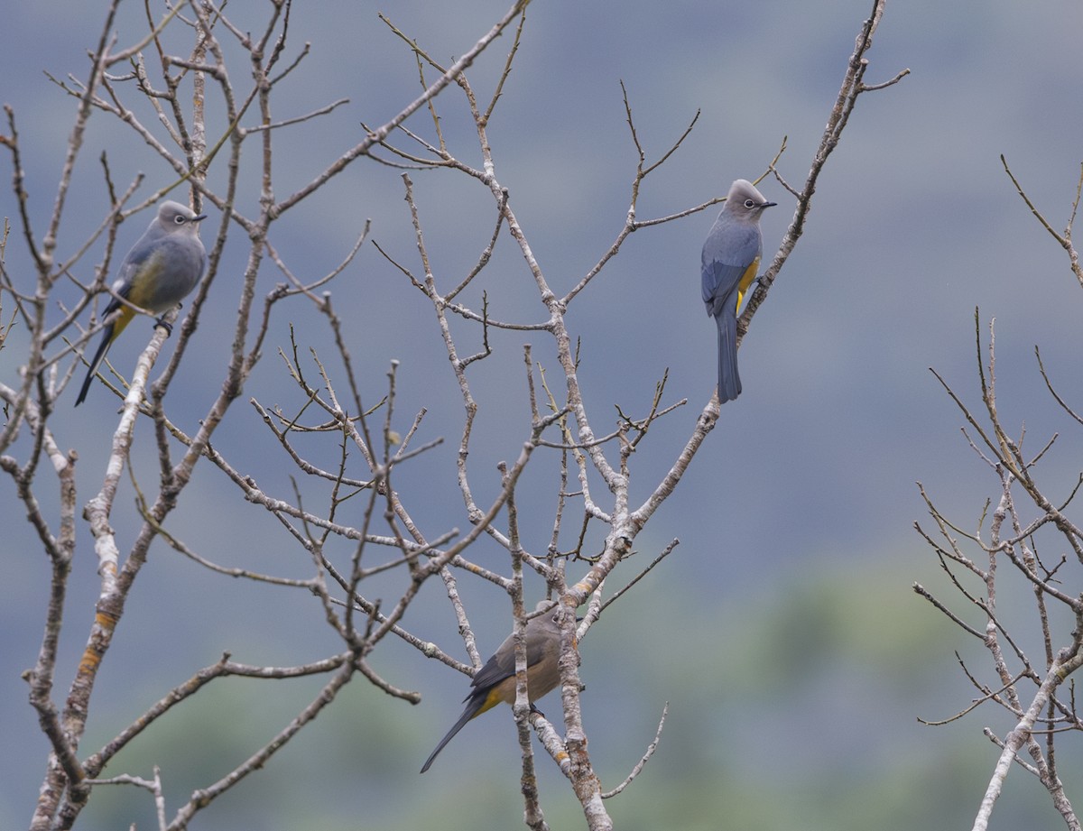 Gray Silky-flycatcher - ML615260705