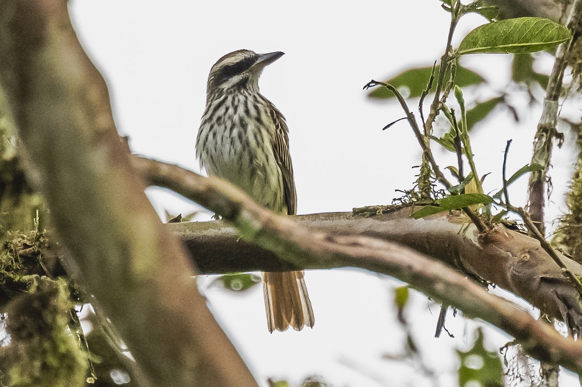 Streaked Flycatcher - ML615260715