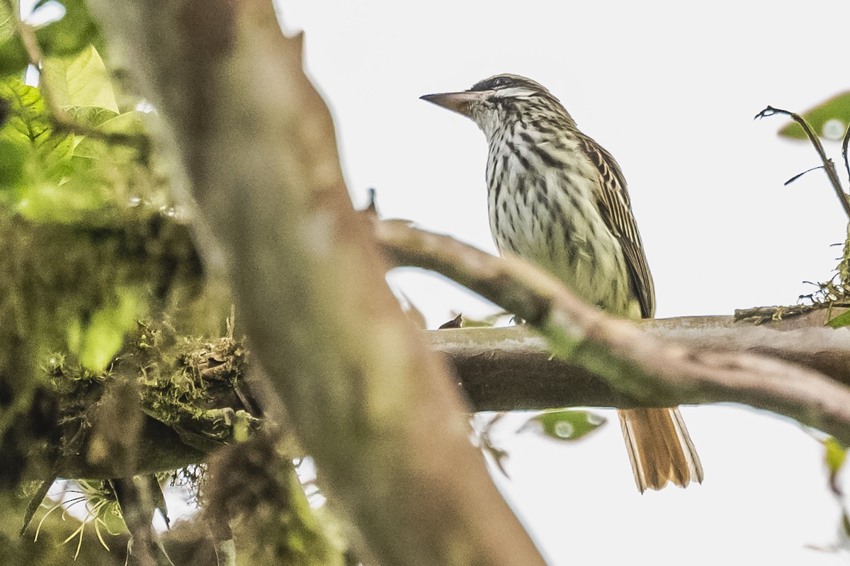 Streaked Flycatcher - ML615260716