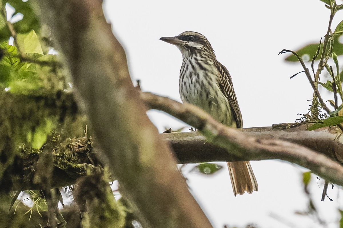 Streaked Flycatcher - ML615260717