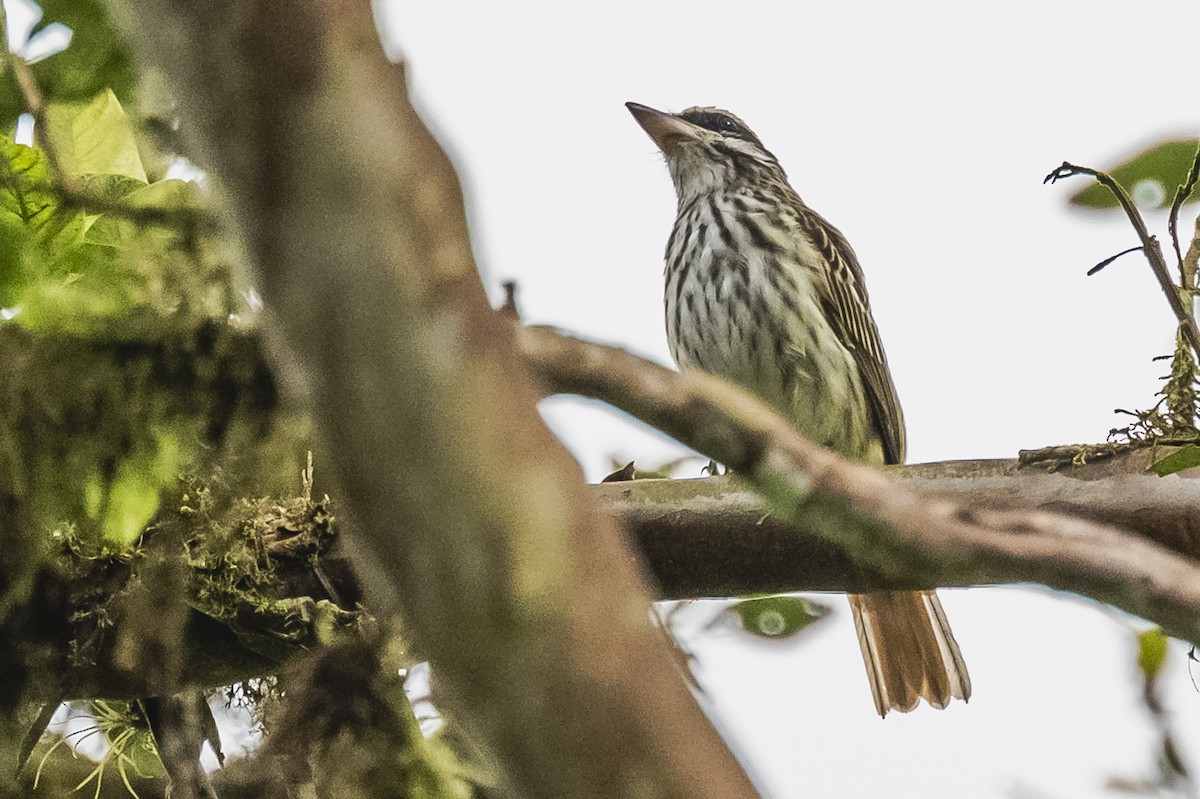 Streaked Flycatcher - ML615260718