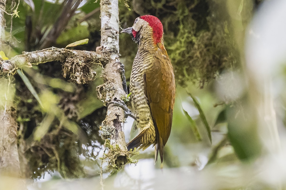 Golden-olive Woodpecker - Amed Hernández