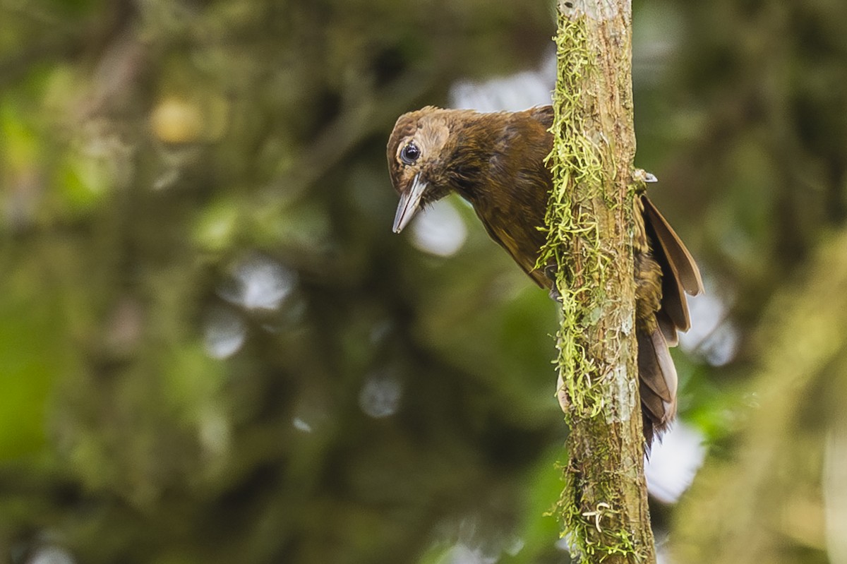 Smoky-brown Woodpecker - ML615260756