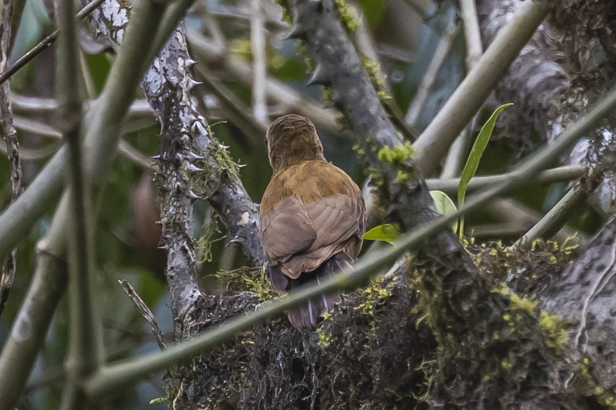 Smoky-brown Woodpecker - ML615260757