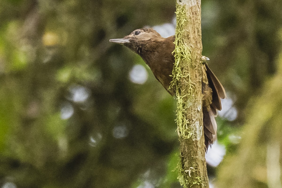 Smoky-brown Woodpecker - ML615260758