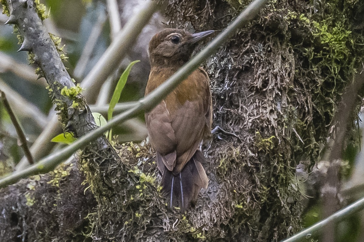 Smoky-brown Woodpecker - ML615260759