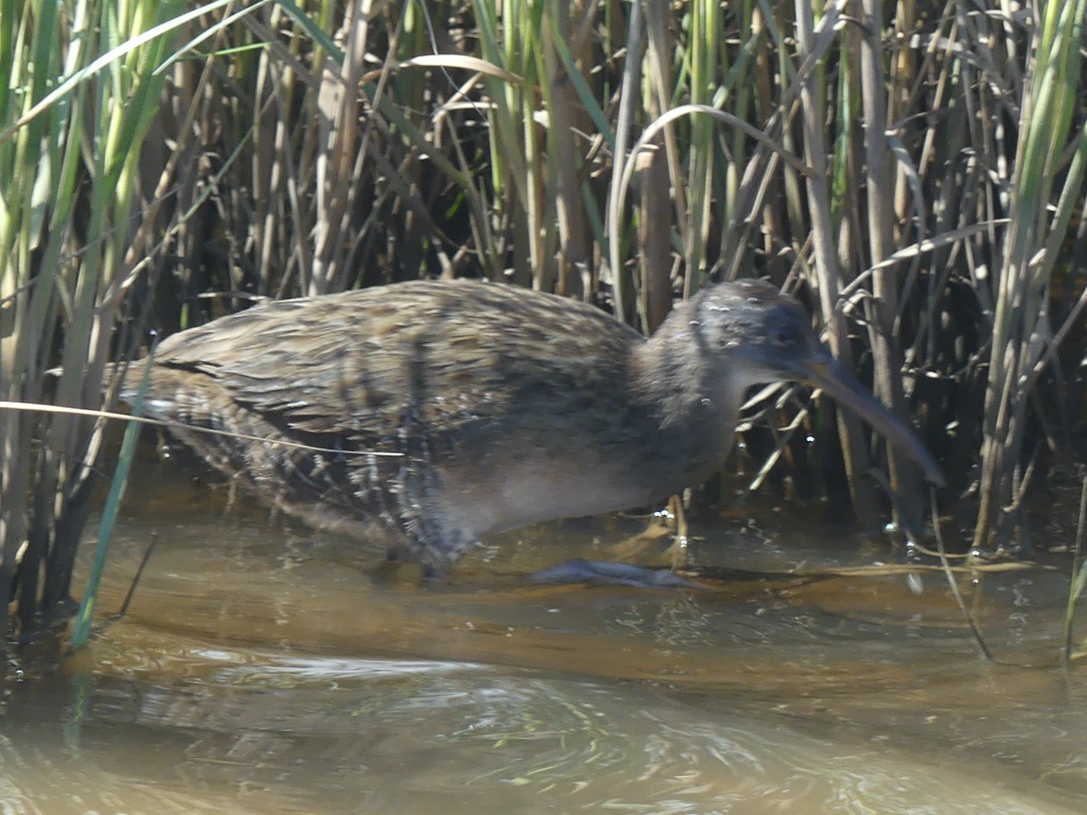 Clapper Rail - ML615260767