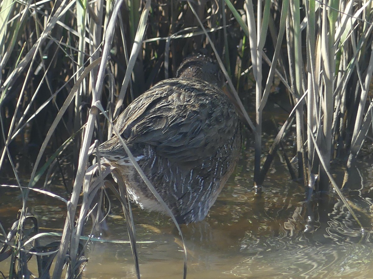 Clapper Rail - ML615260768