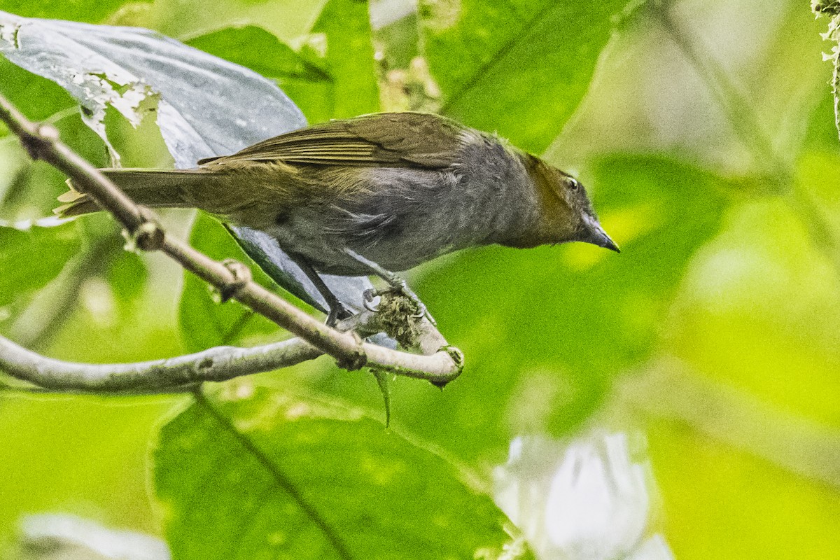 Dusky Chlorospingus - ML615260778