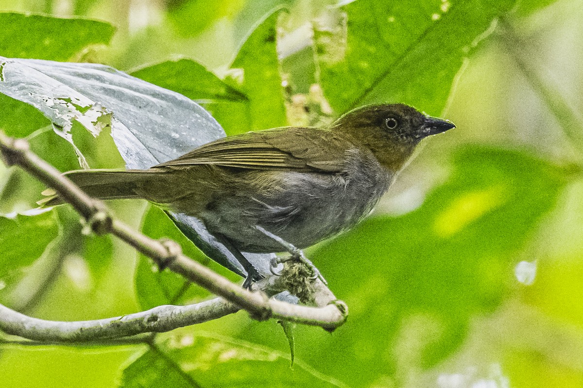 Dusky Chlorospingus - ML615260779