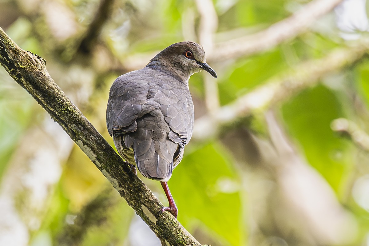 White-tipped Dove - ML615260825