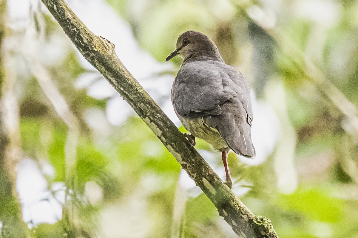 White-tipped Dove - ML615260826