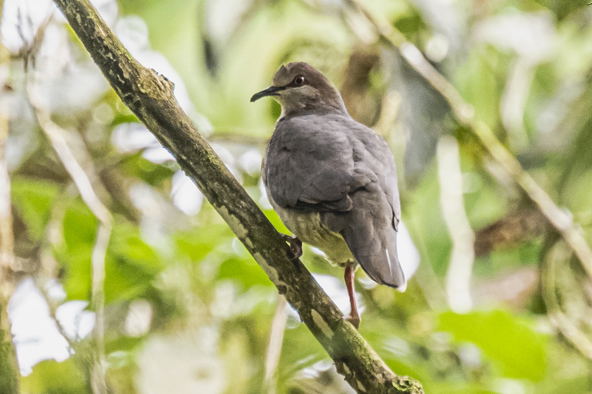 White-tipped Dove - ML615260827