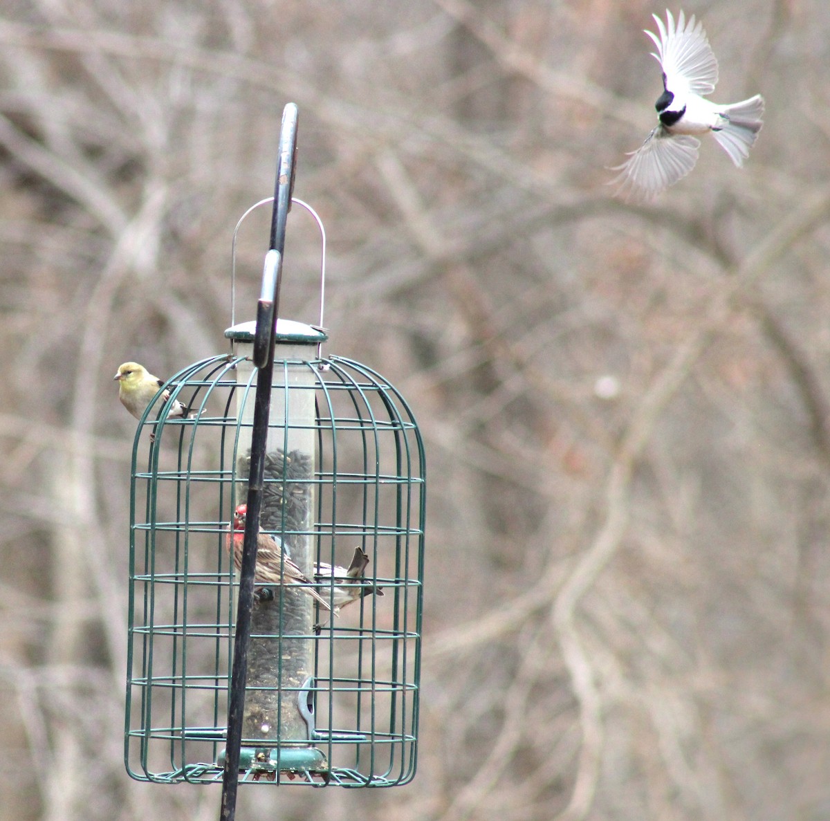 House Finch - ML615260834