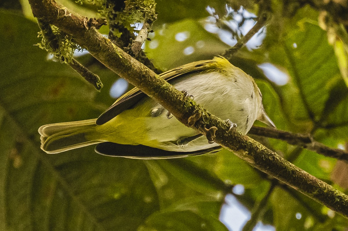 Three-striped Warbler - ML615260874