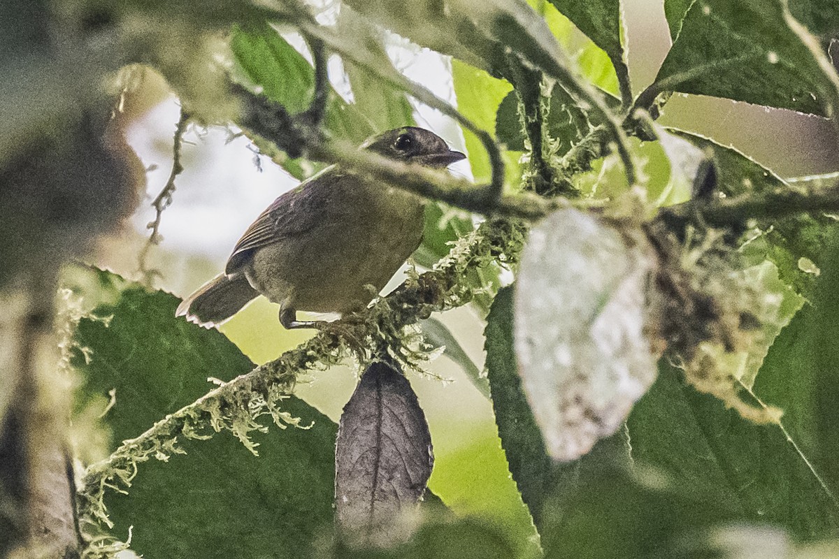 Three-striped Warbler - ML615260876