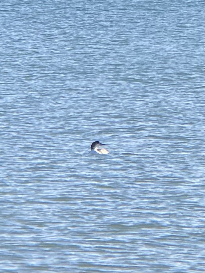 Common Loon - ML615260884