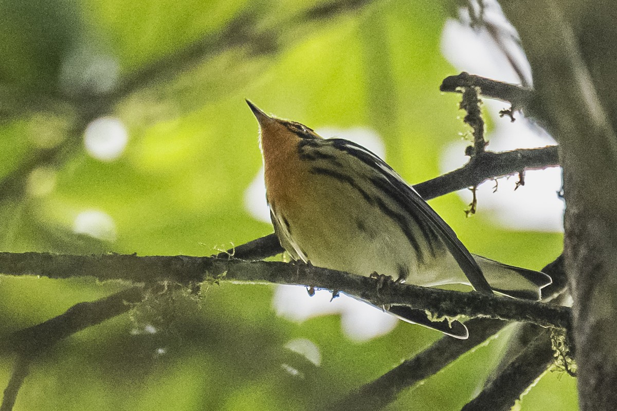 Blackburnian Warbler - ML615260886