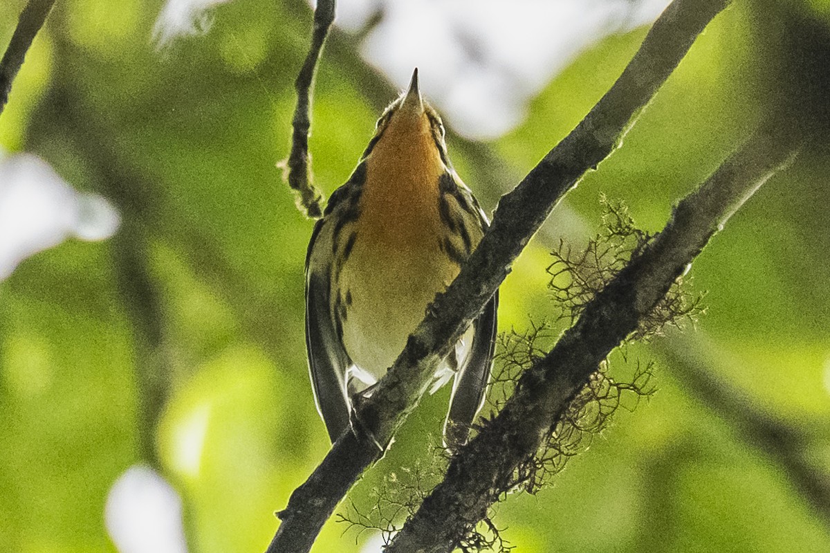 Blackburnian Warbler - ML615260887