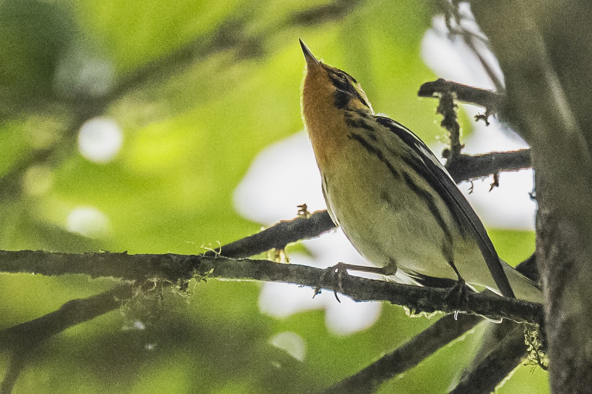 Blackburnian Warbler - ML615260888