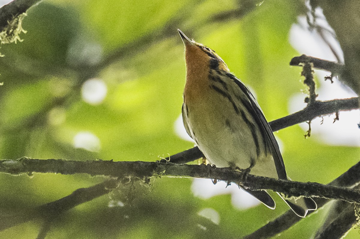 Blackburnian Warbler - ML615260889