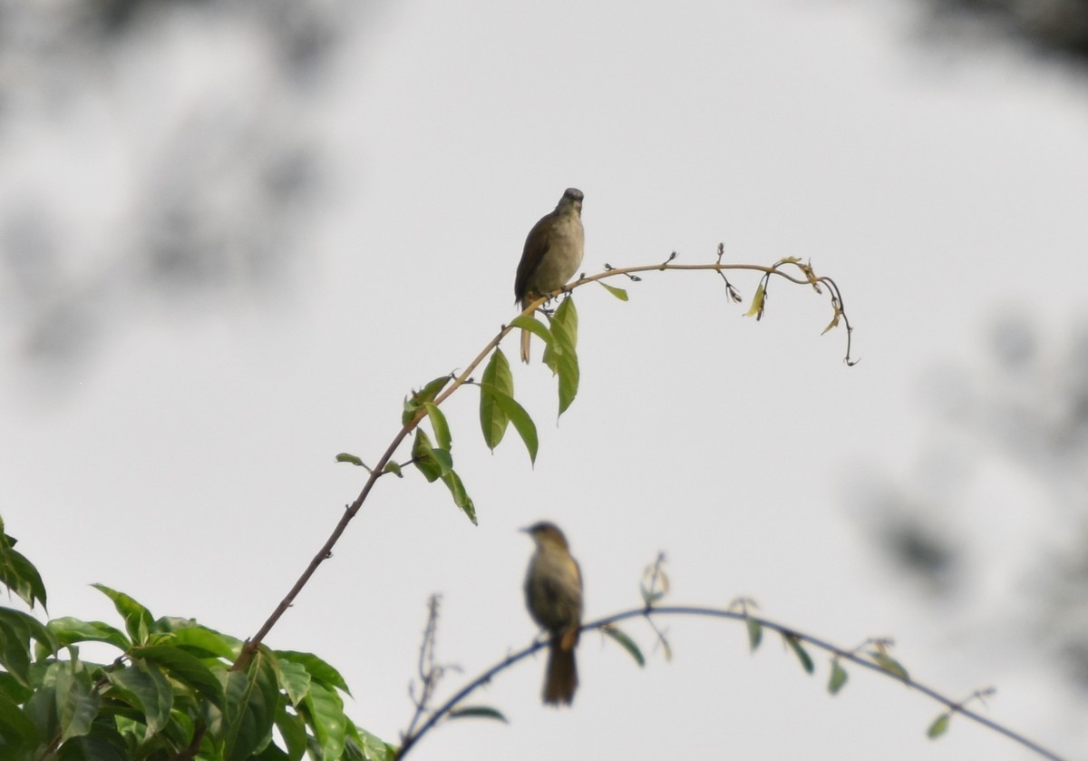 Slender-billed Greenbul - ML615260890