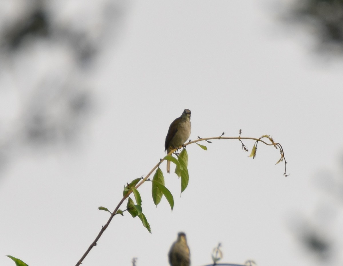 Slender-billed Greenbul - ML615260891