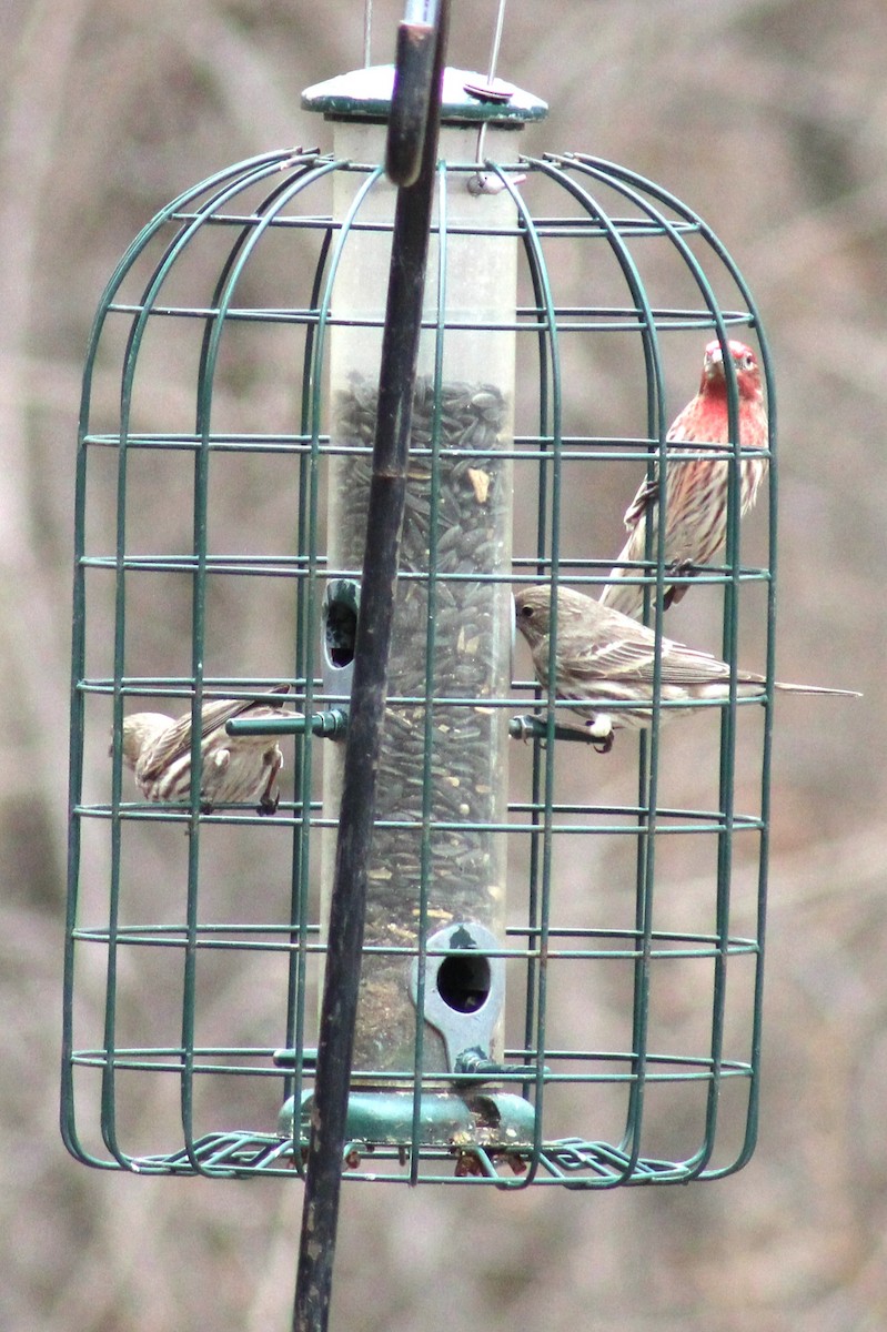 House Finch - ML615260892