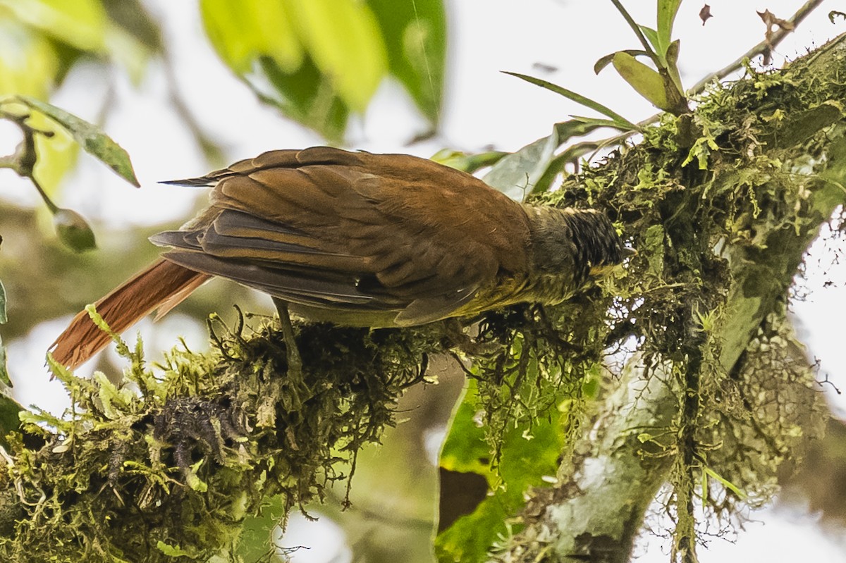 Scaly-throated Foliage-gleaner - Amed Hernández