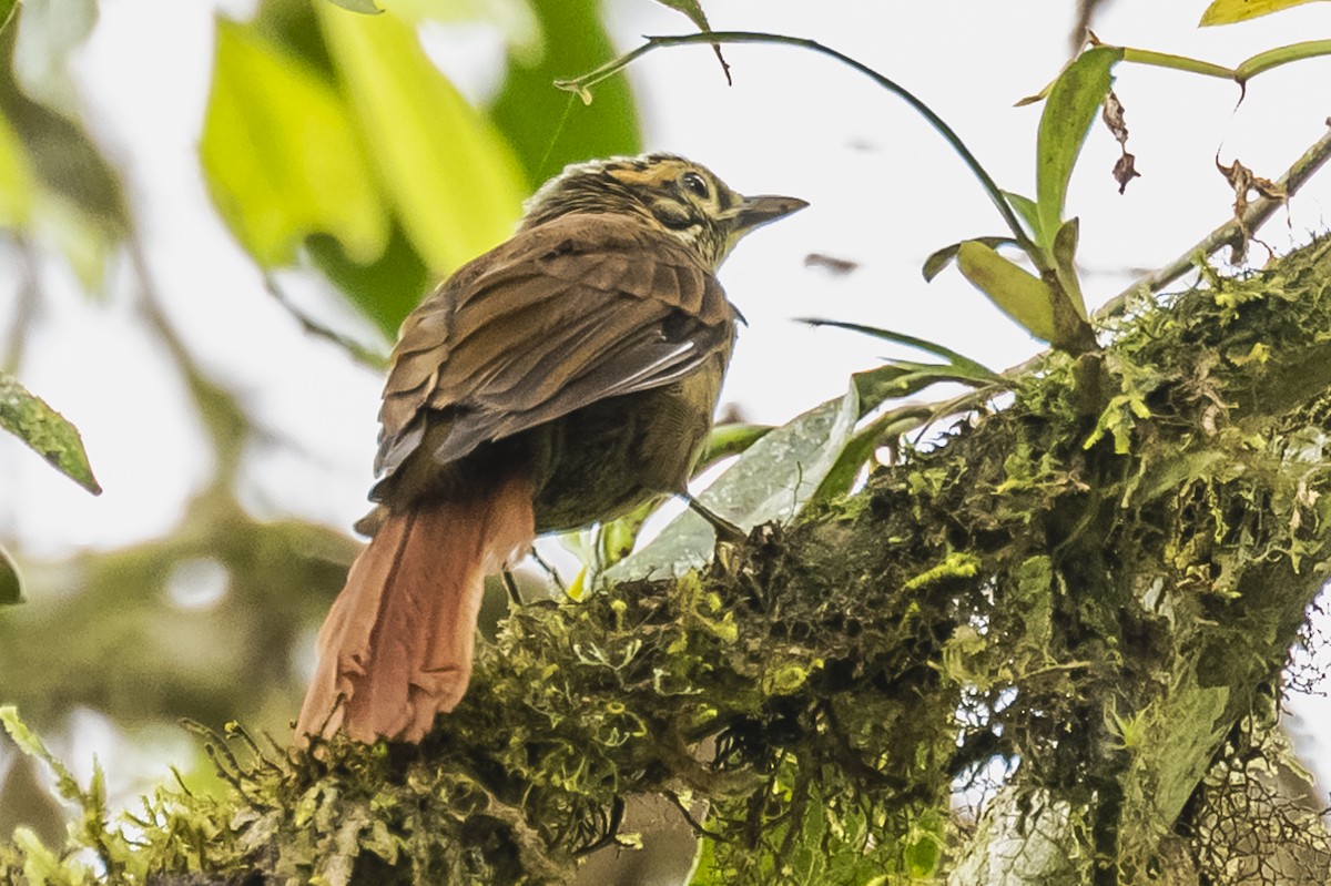 Scaly-throated Foliage-gleaner - Amed Hernández