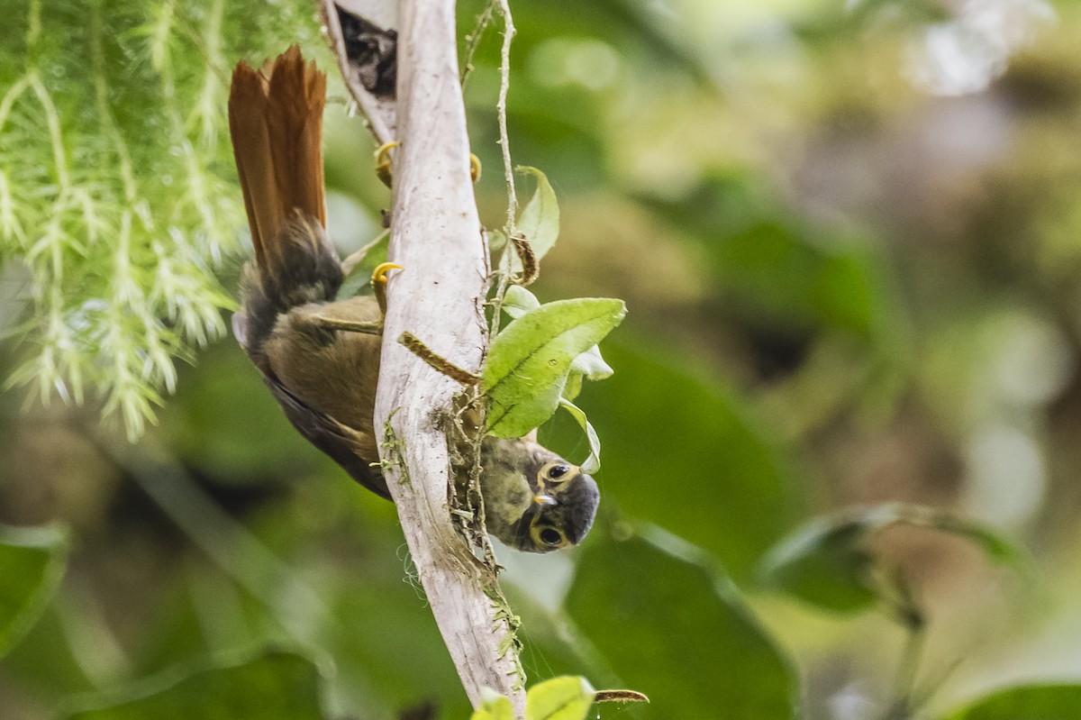 Scaly-throated Foliage-gleaner - Amed Hernández