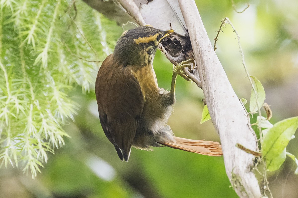 Scaly-throated Foliage-gleaner - ML615260904