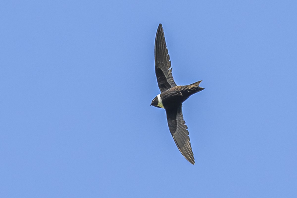 White-collared Swift - ML615260940