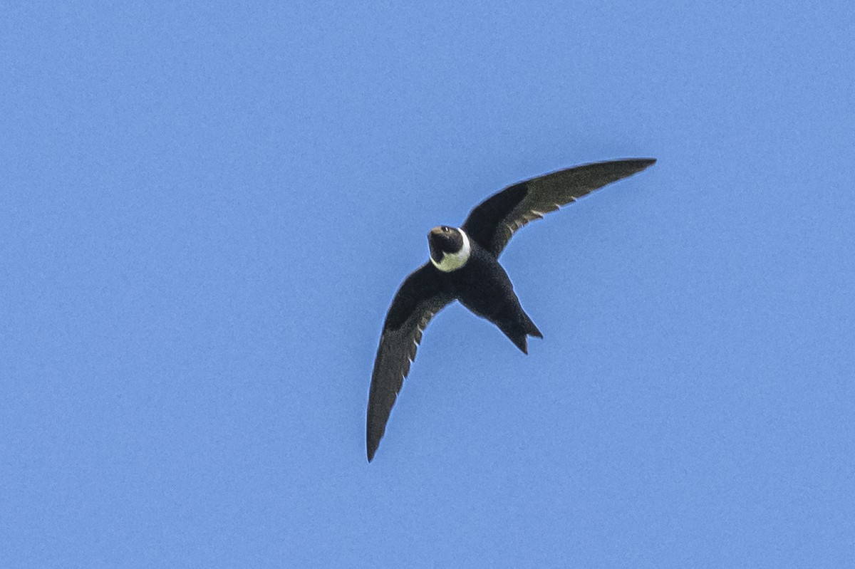 White-collared Swift - Amed Hernández