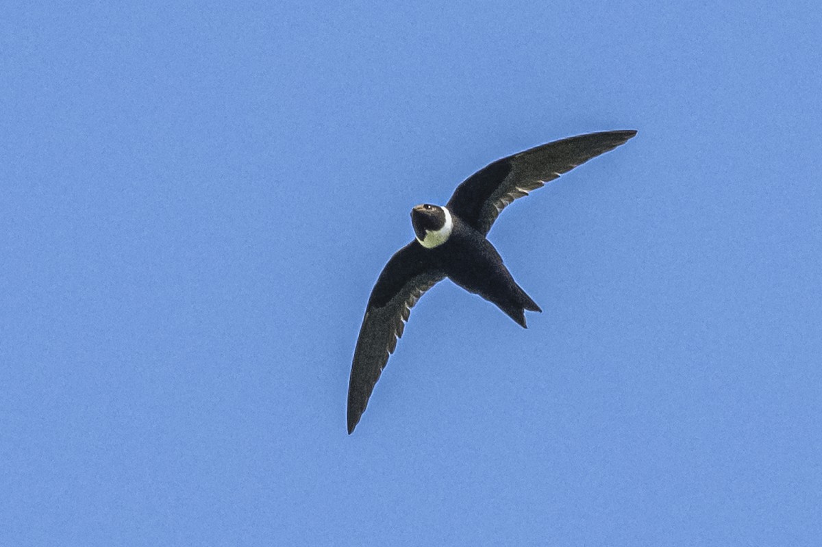 White-collared Swift - ML615260942