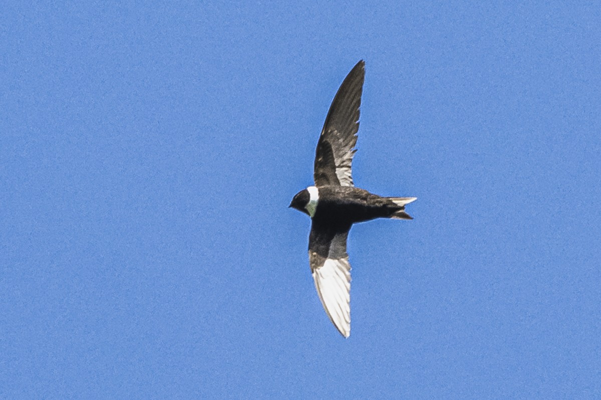 White-collared Swift - ML615260944