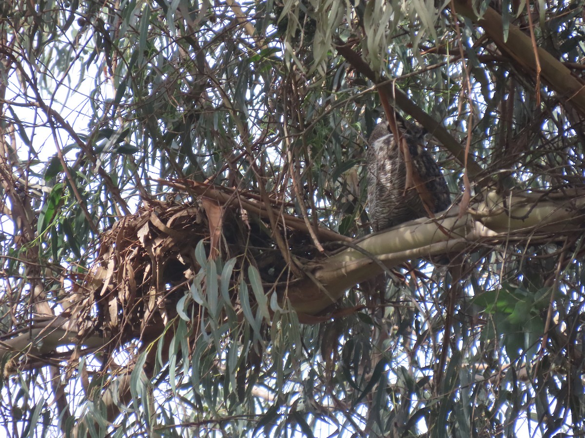 Great Horned Owl - ML615260969