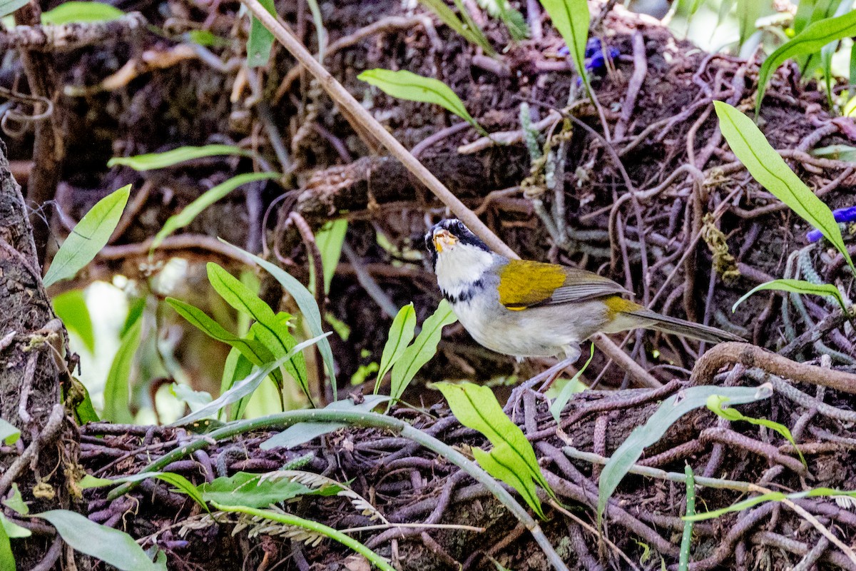 Moss-backed Sparrow - Charlie Bostwick