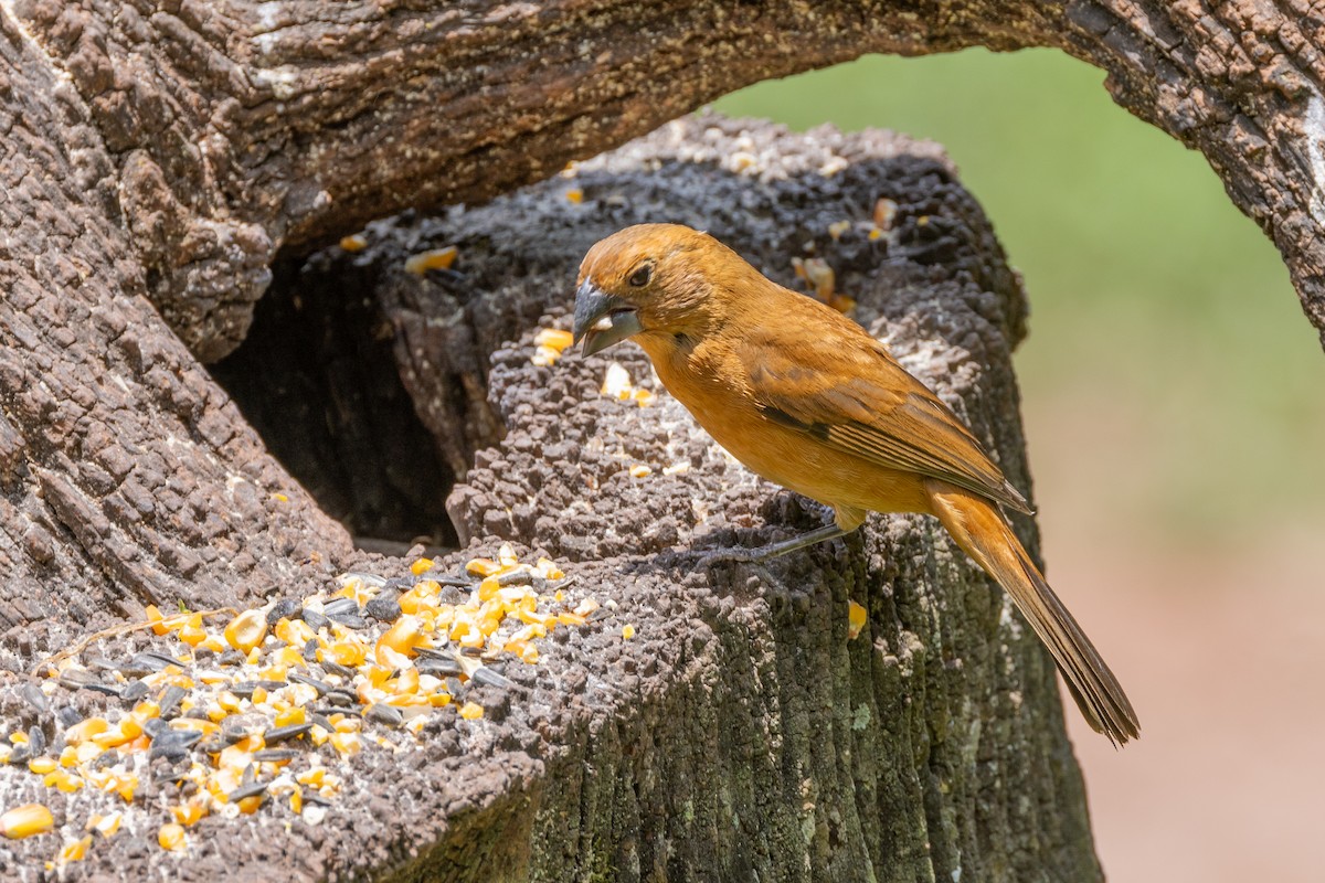 Ultramarine Grosbeak - Charlie Bostwick