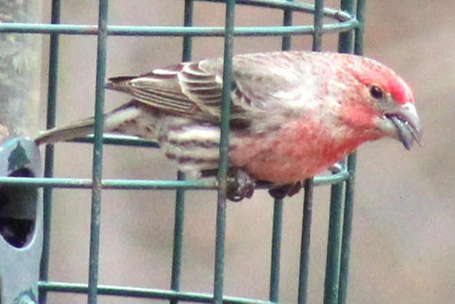 House Finch - ML615261041